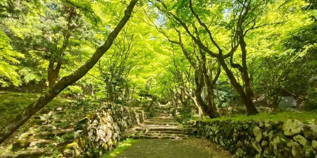 【滋賀県長浜市のお寺紹介】鶏足寺【新緑の季節も森林浴を楽しめる】