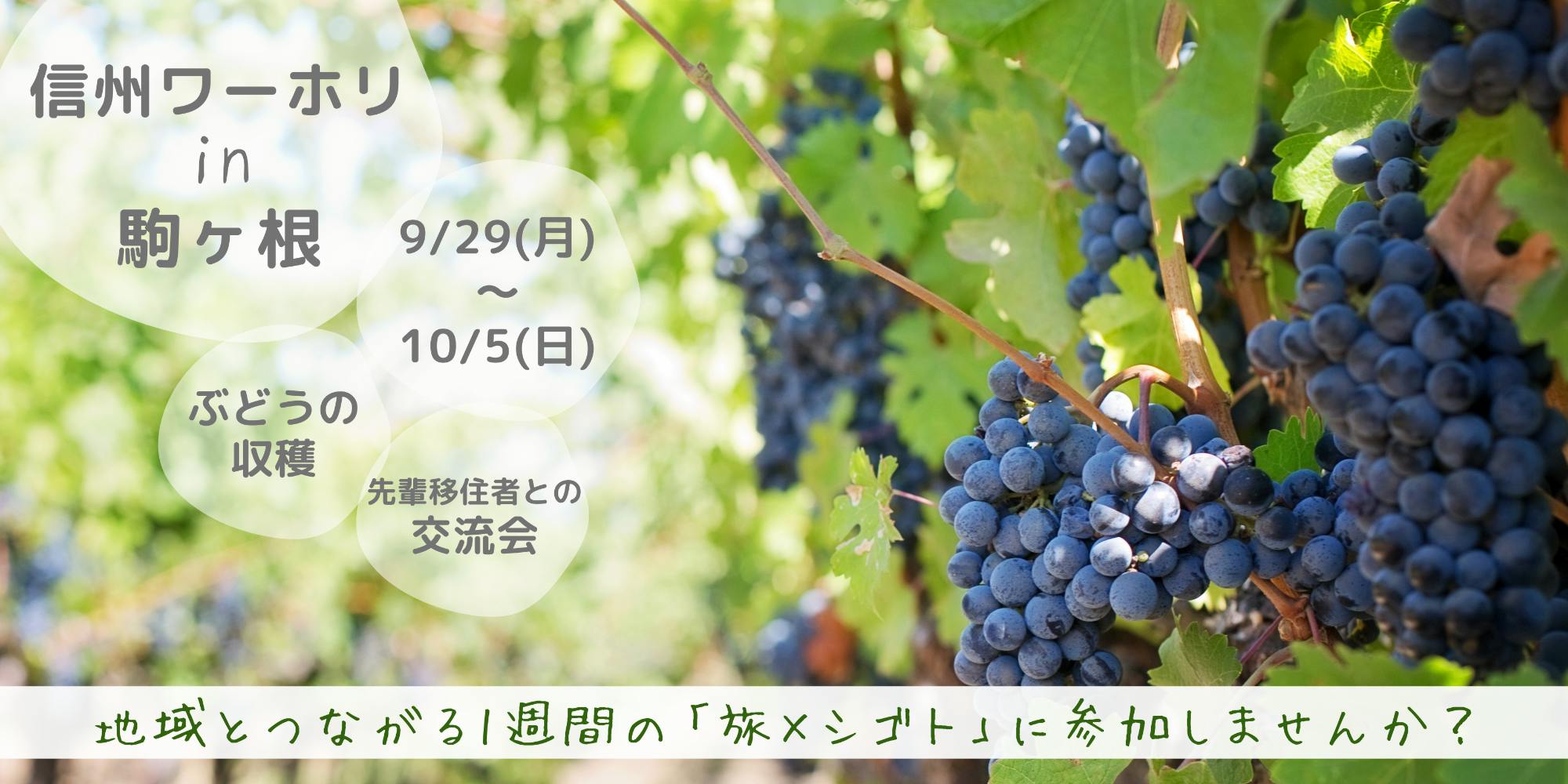 ★秋の信州でふるさとワーホリ6泊7日★ぶどう収穫など働きながら長野県駒ヶ根市とつながろう